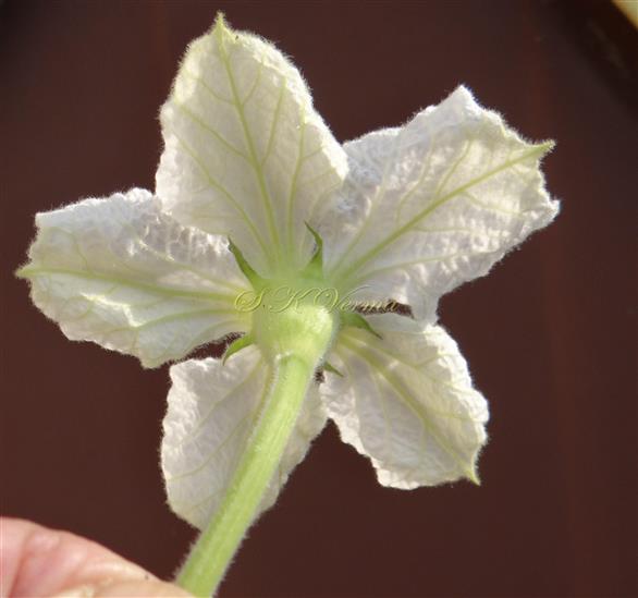  Male flower (Lower view)-See Calyx
